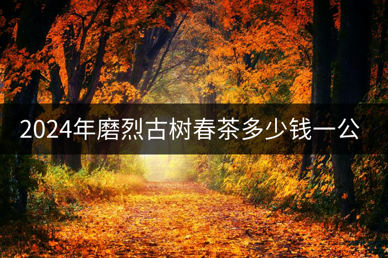 2024年磨烈古樹(shù)春茶多少錢(qián)一公斤？