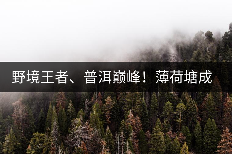 野境王者、普洱巔峰！薄荷塘成為普洱無冕之王的十大原因
