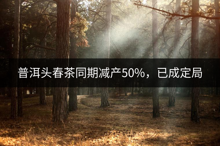 普洱頭春茶同期減產(chǎn)50%，已成定局