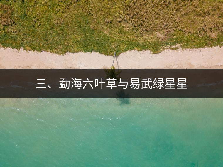 三、勐海六葉草與易武綠星星