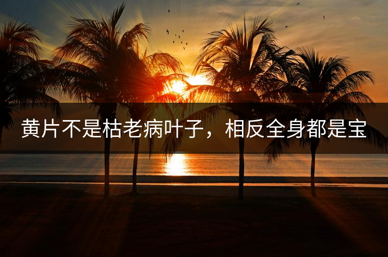 黃片不是枯老病葉子，相反全身都是寶