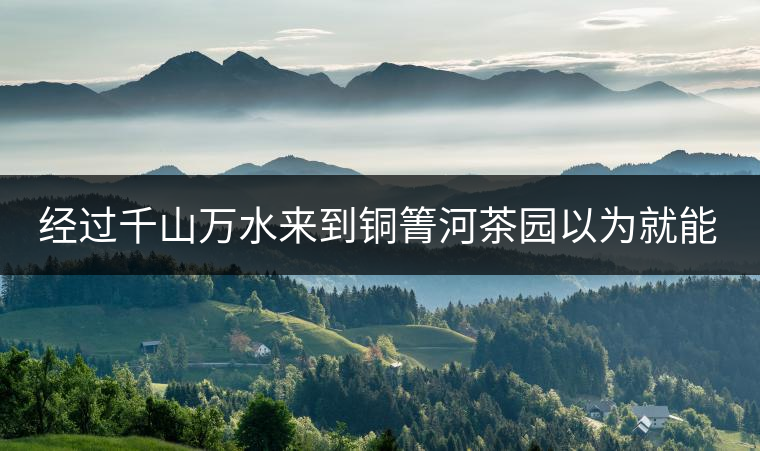 經(jīng)過千山萬水來到銅箐河茶園以為就能收到茶了？