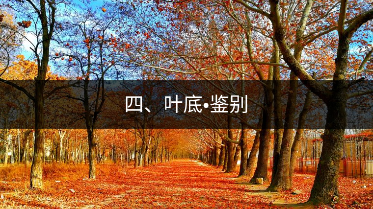 四、葉底?鑒別