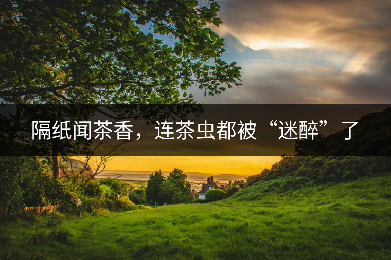 隔紙聞茶香，連茶蟲都被“迷醉”了