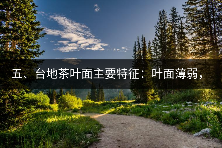 五、臺(tái)地茶葉面主要特征：葉面薄弱，如薄紙易折;沖泡之后無力恢復(fù)彈性，甚至多次沖泡也不能展開，葉子愈薄愈差。