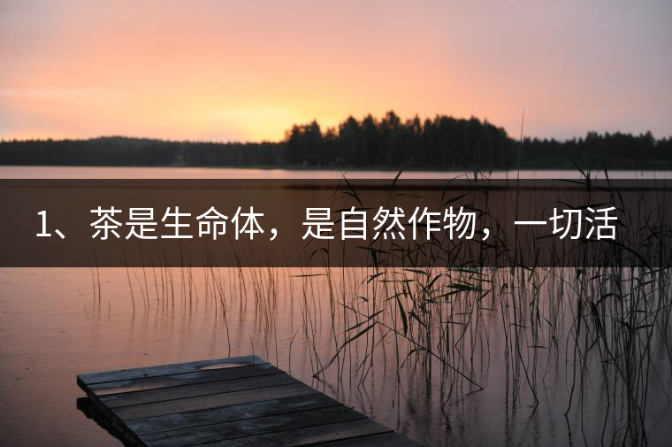 1、茶是生命體，是自然作物，一切活動受自然規(guī)律影響。