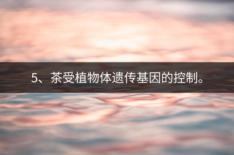 5、茶受植物體遺傳基因的控制。