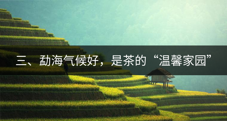 三、勐海氣候好，是茶的“溫馨家園”