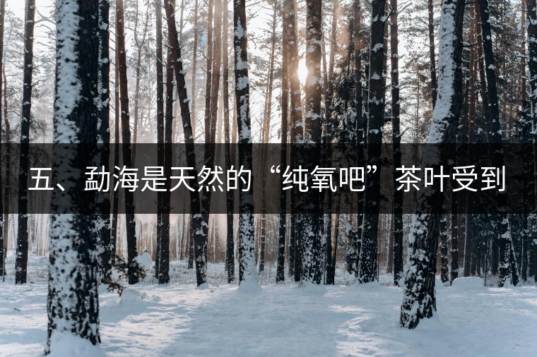 五、勐海是天然的“純氧吧”茶葉受到很好的潤(rùn)澤