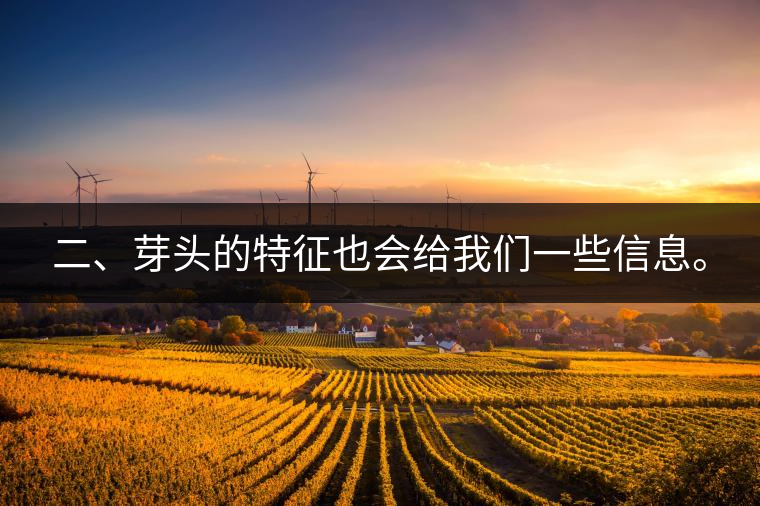 二、芽頭的特征也會給我們一些信息。