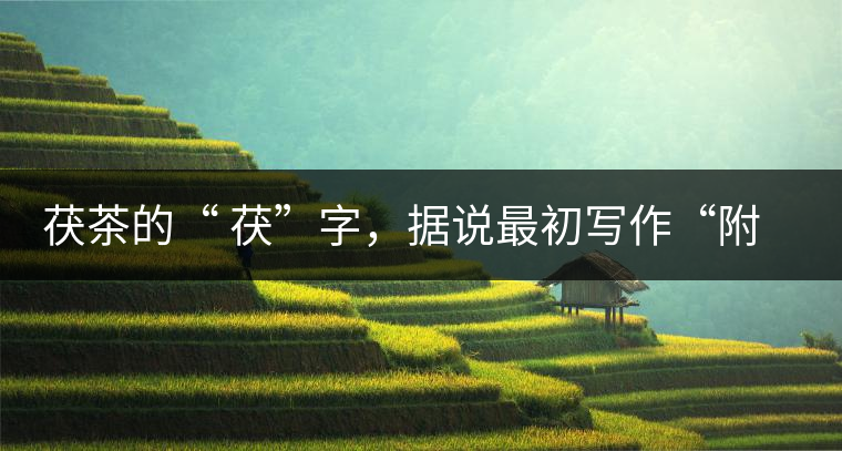 茯茶的“ 茯”字，據(jù)說最初寫作“附”，意思就是非“正”品，次等貨。茯磚茶選料多用質(zhì)地很老的茶葉，加上茶梗與枝葉拼配。陳化后，性溫，有著獨特的營養(yǎng)價值，更有助于幫助消化去膩。有些時候，茶傳播也有尷尬的時候，今天中原大地流行喝陳茶的時候，這個地方卻開始喝新茶。喝也喝出問題來，磚茶不適合品新，因為老枝葉含氟高的緣故，許多牧民甚至氟中毒，國家正在著手解決這一問題。但從根本上來說，還是需要消費者回到自己的傳統(tǒng)，把茶葉的儲藏習(xí)慣繼續(xù)保留。