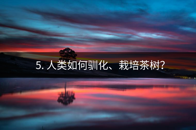 ??5. 人類如何馴化、栽培茶樹？