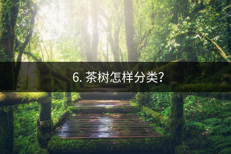 ? 6. 茶樹怎樣分類？