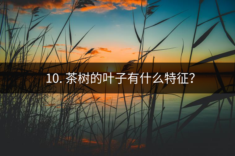 ? 10. 茶樹的葉子有什么特征？