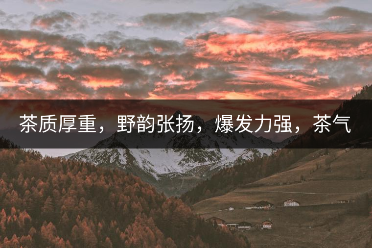 茶質厚重，野韻張揚，爆發(fā)力強，茶氣十足