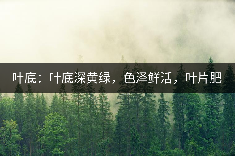 葉底：葉底深黃綠，色澤鮮活，葉片肥厚，梗莖肥壯，而且非常柔韌。