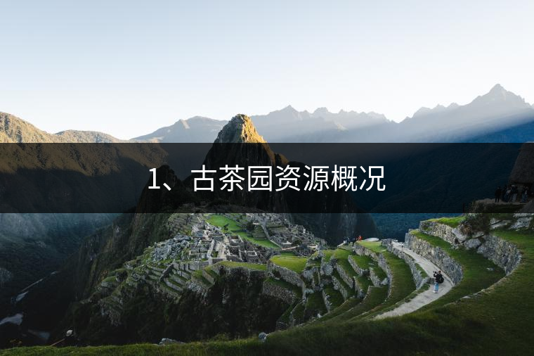 1、古茶園資源概況