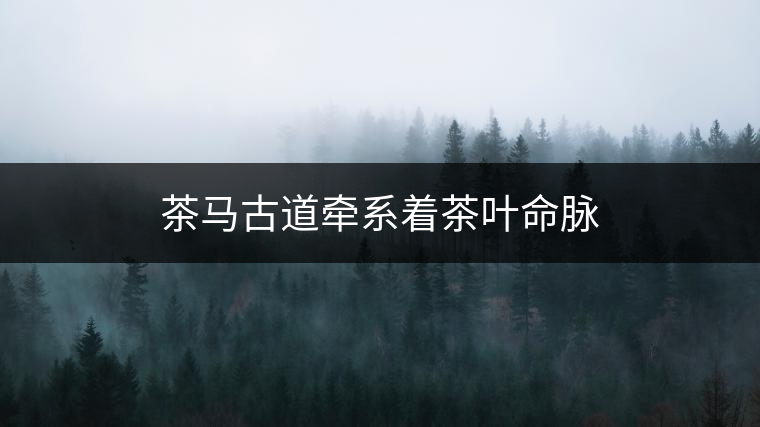 茶馬古道牽系著茶葉命脈 茶馬古道牽系著茶葉命脈