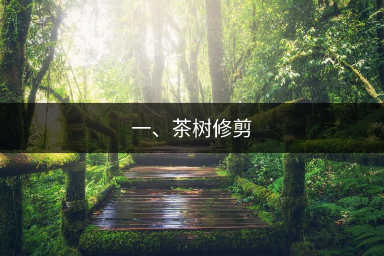 一、茶樹修剪