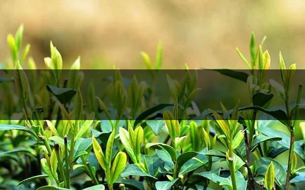 不同的身體癥狀分別該喝什么茶？