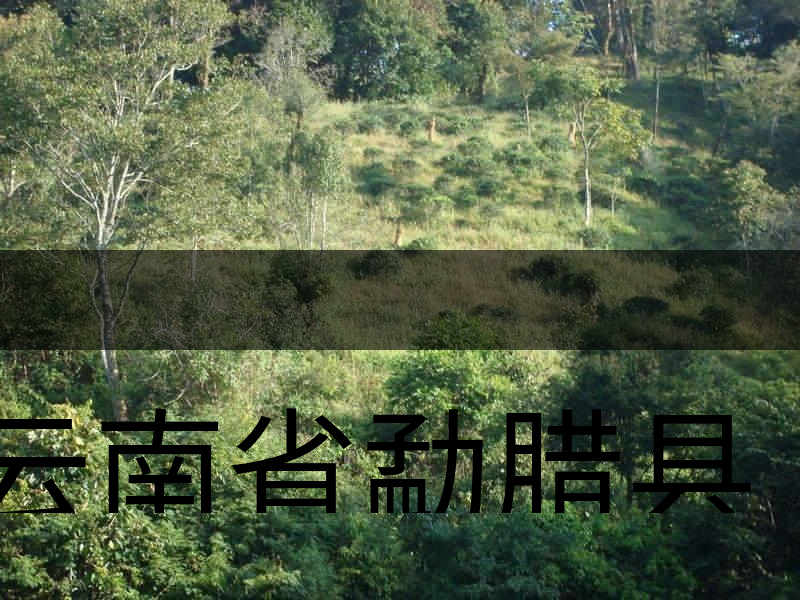 云南省勐臘縣茶業(yè)簡(jiǎn)述