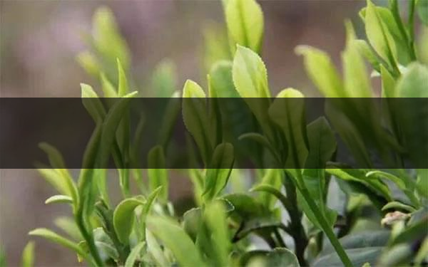 什么是雨前茶？雨前茶有何特點？