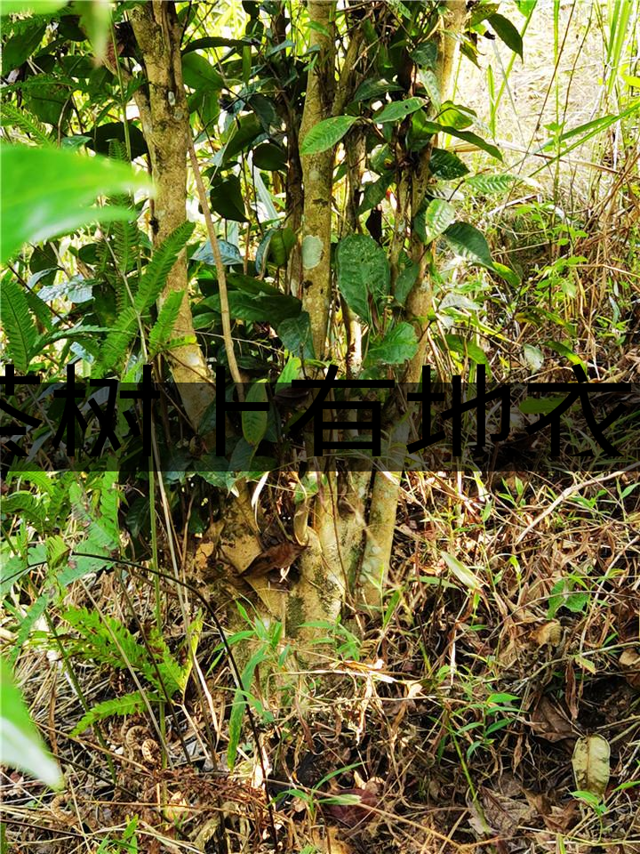 茶樹上有地衣或苔蘚是不是有害的？