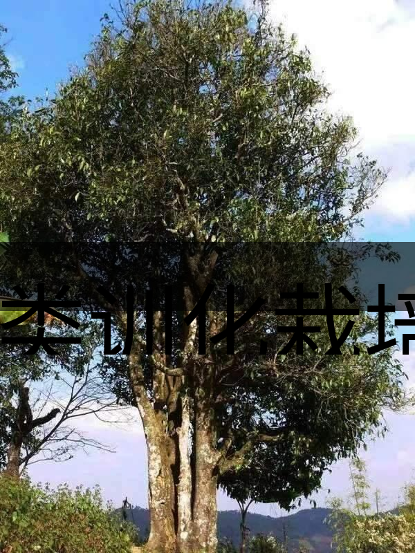 人類訓(xùn)化栽培野生茶樹活標本介紹