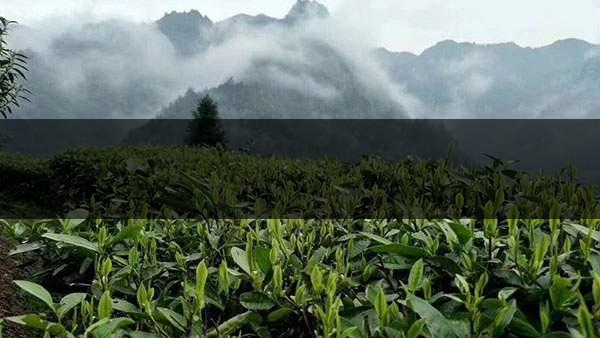 茶葉的甜爽和甘爽各是什么感覺？