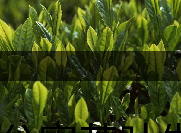 無公害茶葉生產(chǎn)規(guī)范的條件有哪些？（上篇）