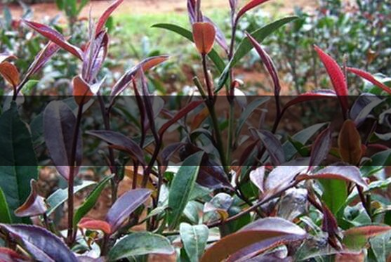 紫鵑茶為什么沒人買-紫鵑茶適合做什么茶-2