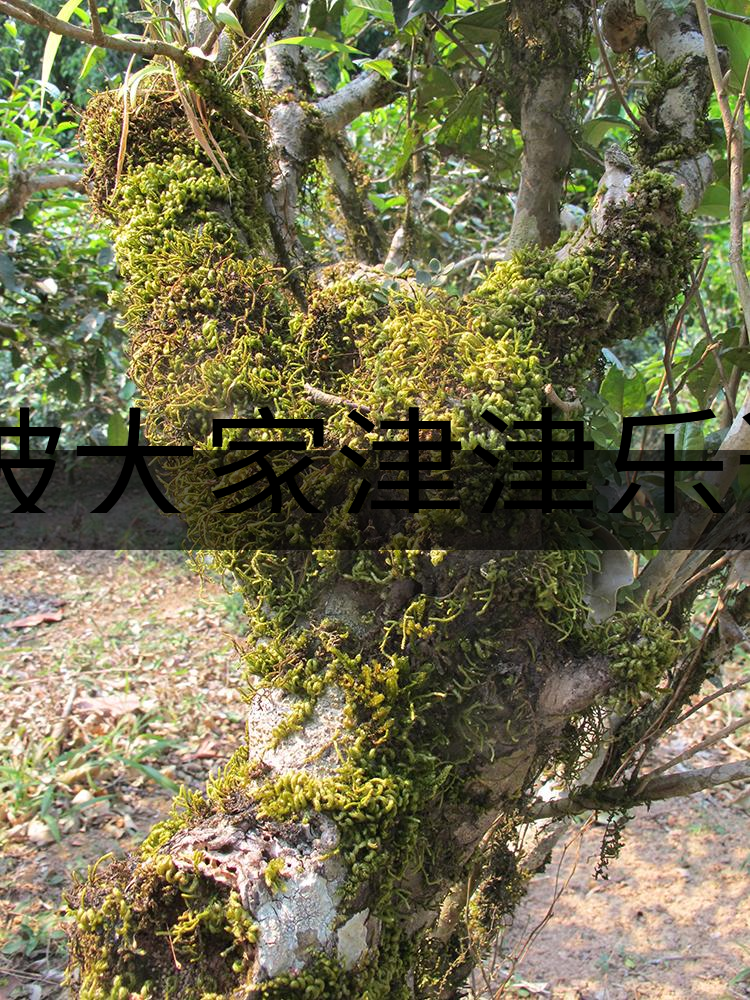 被大家津津樂(lè)道的森林茶，你知道是什么？-3-1