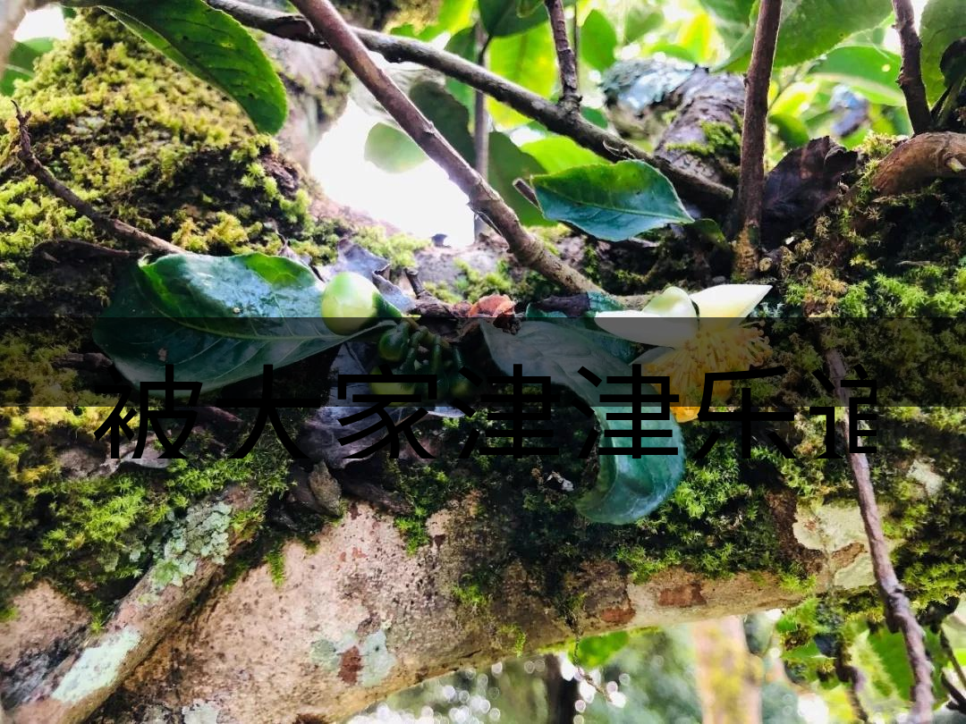 被大家津津樂(lè)道的森林茶，你知道是什么？-4-1