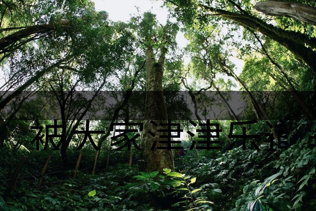 被大家津津樂(lè)道的森林茶，你知道是什么？-6-1