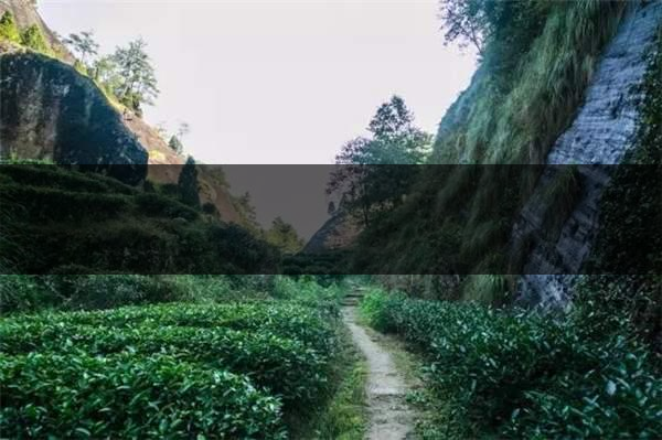 喝武夷山巖茶的香，什么是工藝香？-4