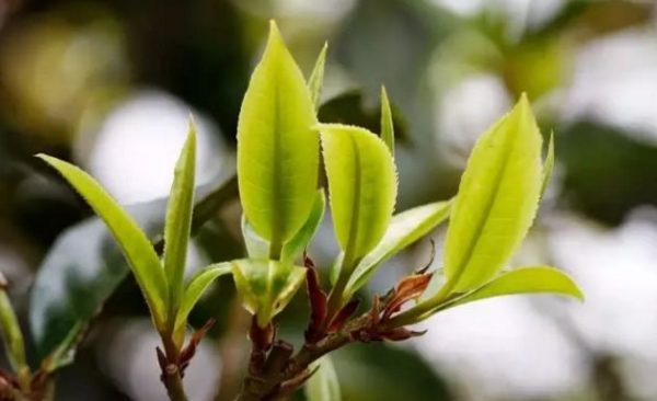 一杯刮風(fēng)寨，邂逅山野之韻