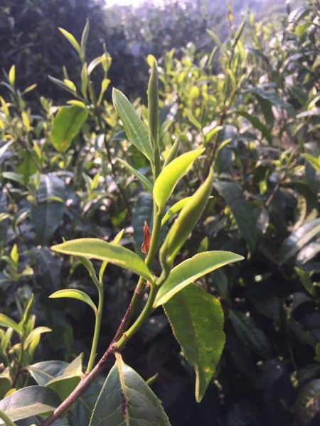 為什么古樹普洱春茶這么受追捧？