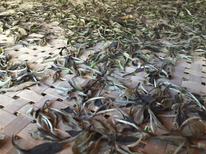 2020年普洱春茶的故事你想好了嗎？