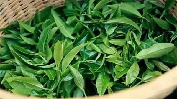 2021年曼秀古樹茶，易武的超級黑馬