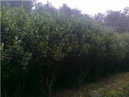 陳財制茶：我們是如何茶廠選址的