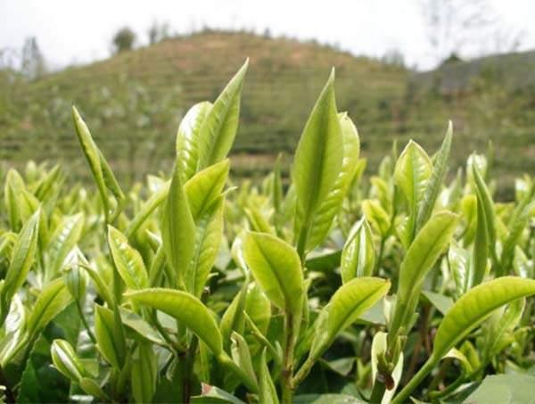 春茶到底好在哪里？