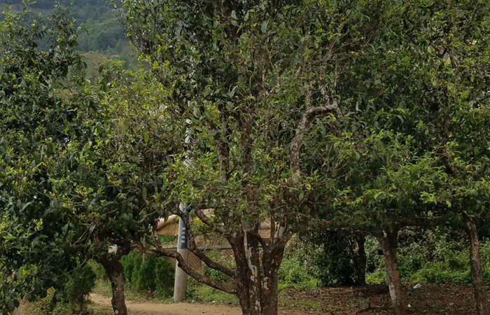 2021年冰島老寨秋茶口感特點(diǎn)？