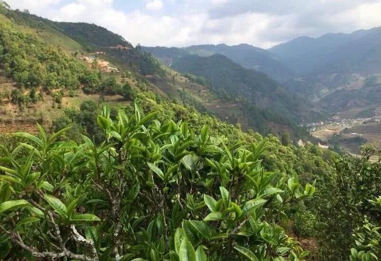 2021年冰島秋茶，你所需要知道的七個(gè)事實(shí)