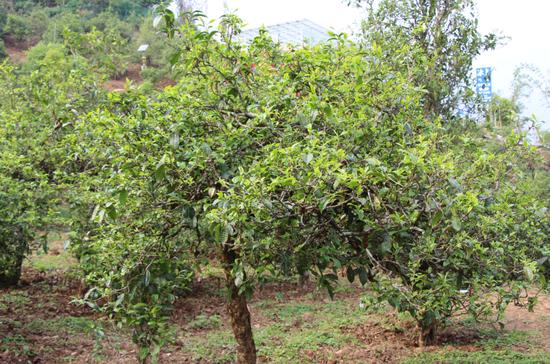 2021年冰島古樹(shù)秋茶價(jià)格，歷史價(jià)格