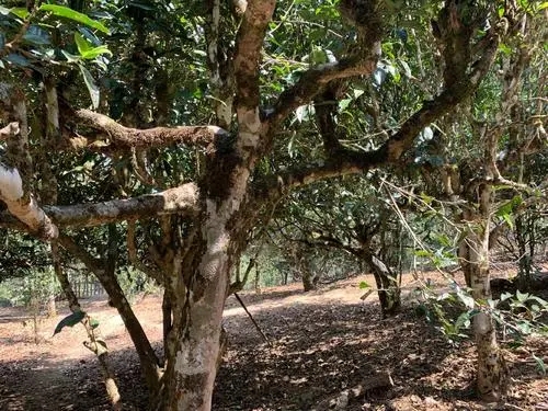 2021年磨烈古樹(shù)秋茶口感有什么特點(diǎn)？