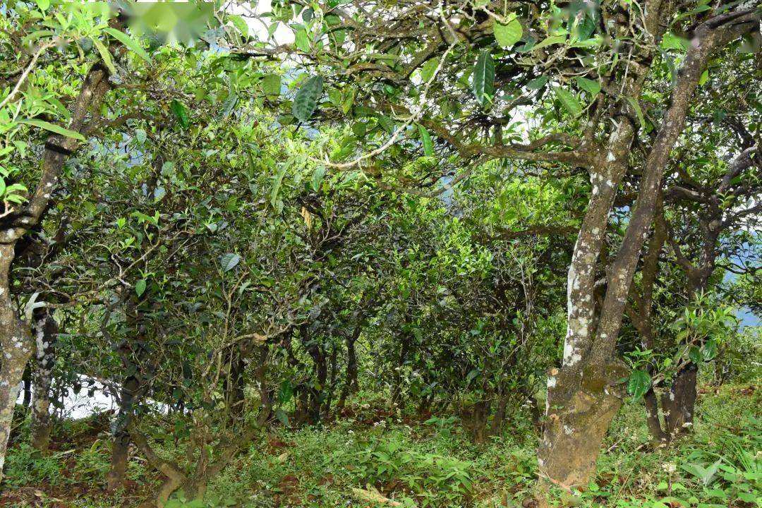 2021年磨烈古樹(shù)秋茶會(huì)是趕超冰島的存在嗎？