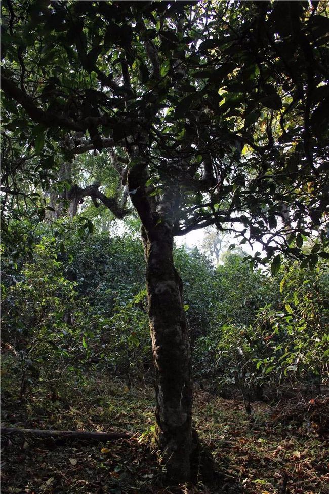 2021年小戶賽古樹(shù)秋茶有‘’六奇‘’