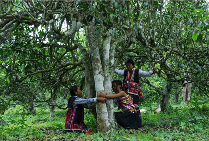 2021年大戶賽古樹(shù)秋茶品鑒！