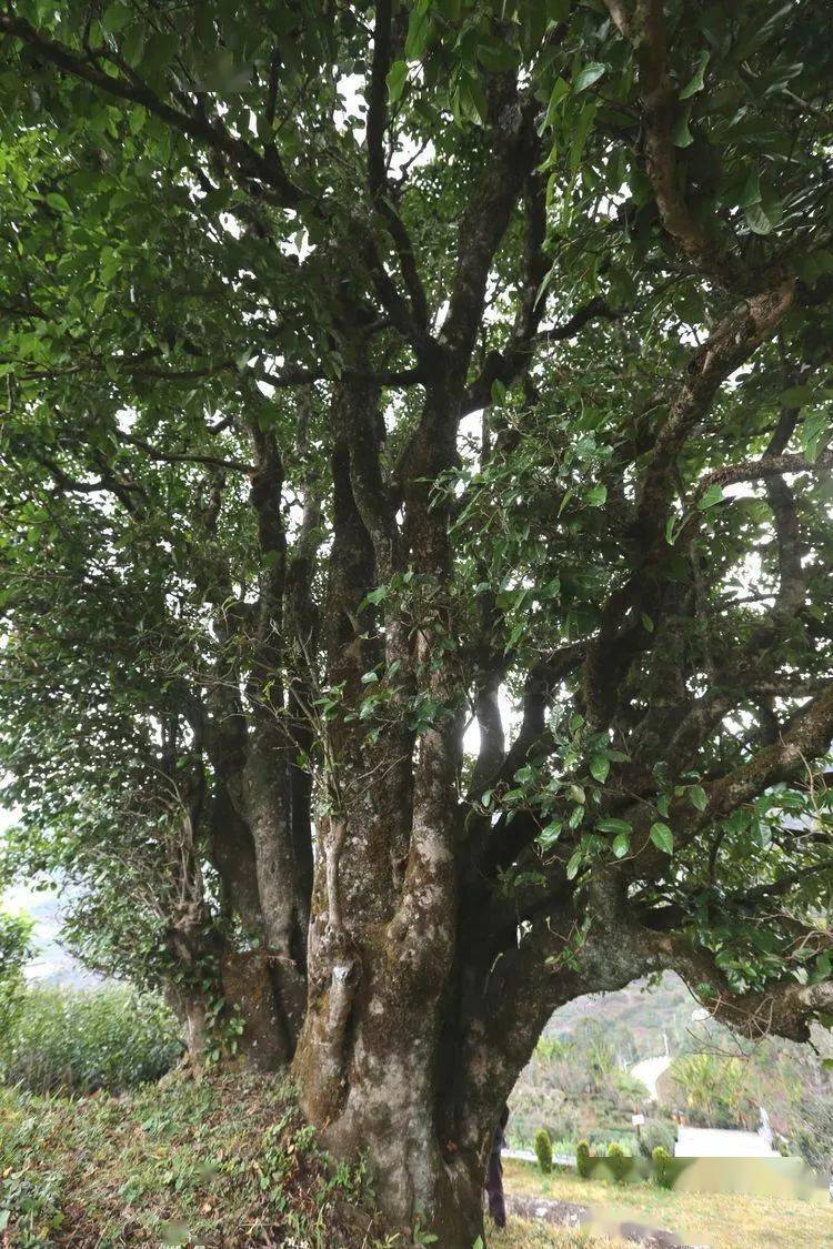 2021臨滄大戶賽秋茶因何被稱為潛力股？