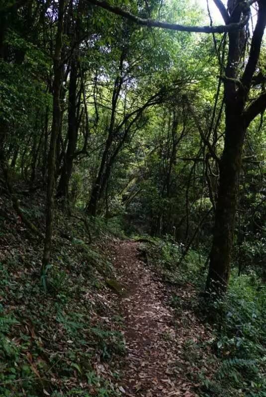 2021年大戶賽古樹(shù)秋茶價(jià)格是多少？